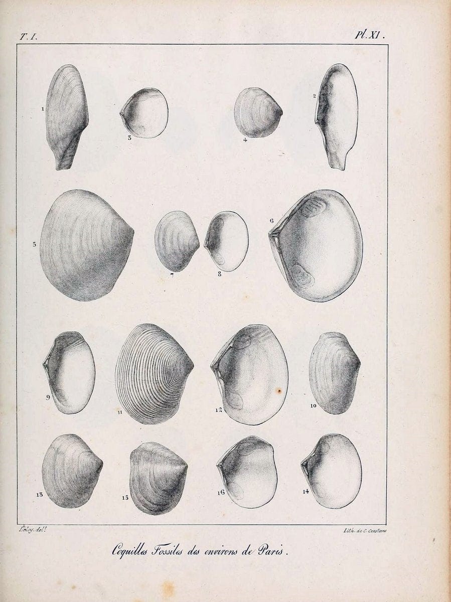 Description des coquilles fossiles des environs de Paris/.Paris:L'auteur, chez Bechet jeune [etc.]1824-[1837]. |  | Vintage Print Reproduction 467923