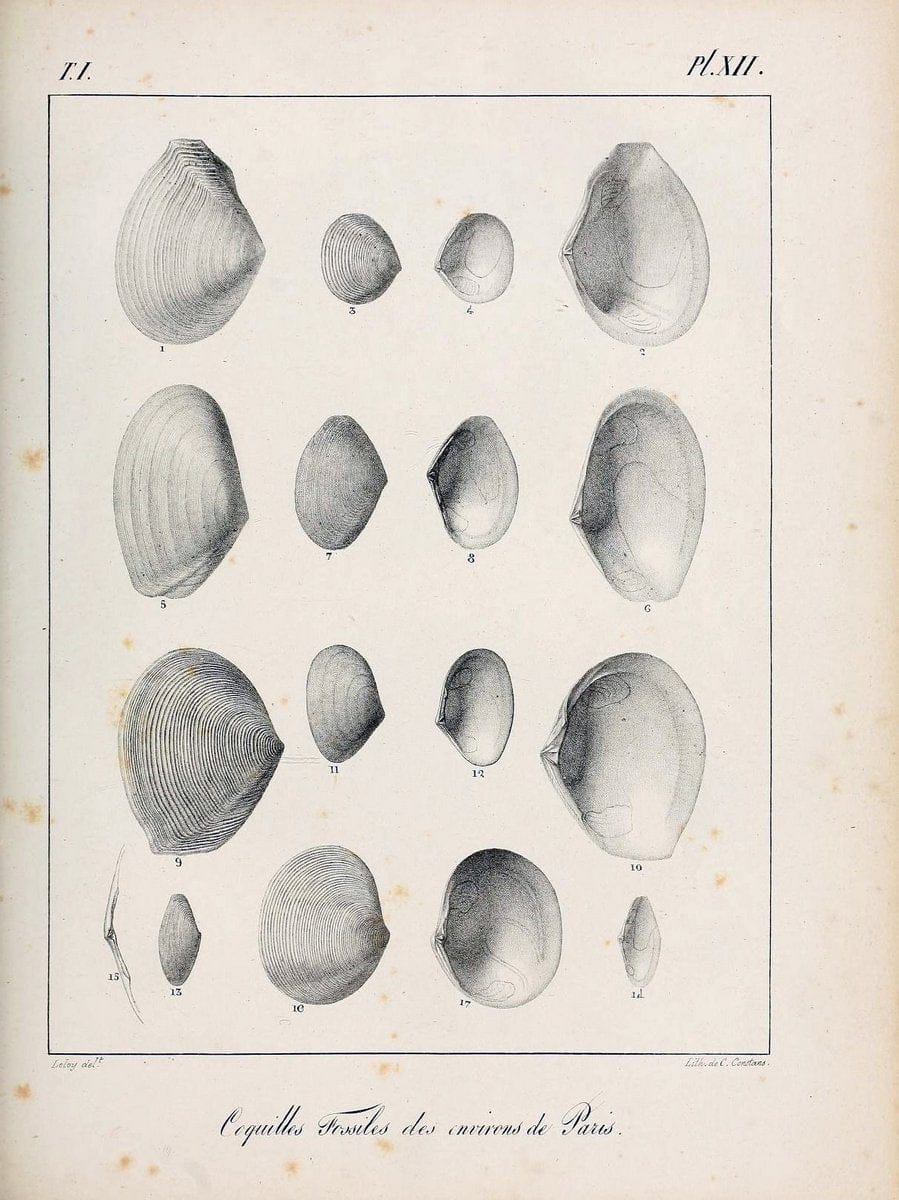 Description des coquilles fossiles des environs de Paris/.Paris:L'auteur, chez Bechet jeune [etc.]1824-[1837]. |  | Vintage Print Reproduction 467924