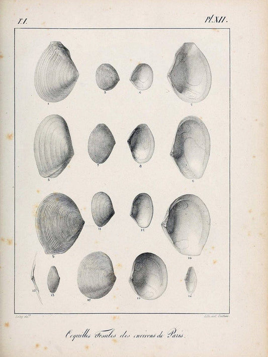 Description des coquilles fossiles des environs de Paris/.Paris:L'auteur, chez Bechet jeune [etc.]1824-[1837]. |  | Vintage Print Reproduction 467924