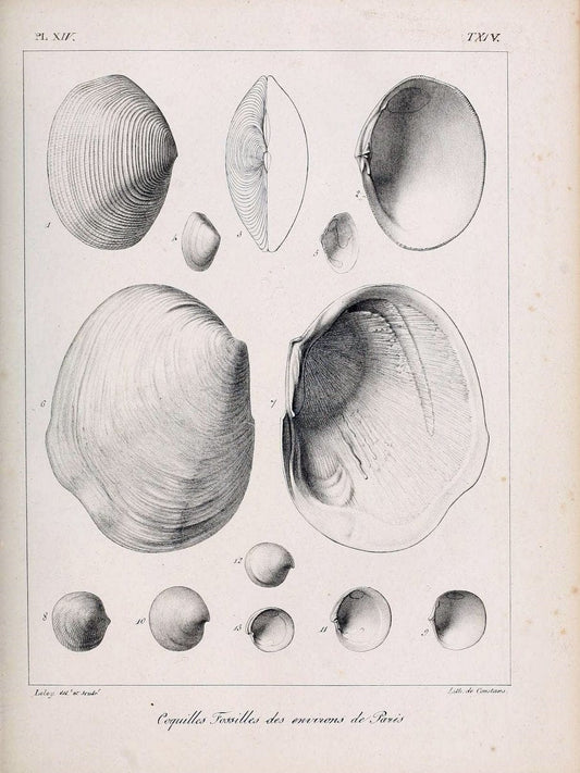 Description des coquilles fossiles des environs de Paris/.Paris:L'auteur, chez Bechet jeune [etc.]1824-[1837]. |  | Vintage Print Reproduction 467926