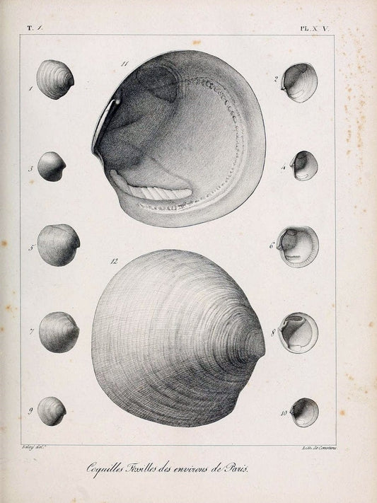 Description des coquilles fossiles des environs de Paris/.Paris:L'auteur, chez Bechet jeune [etc.]1824-[1837]. |  | Vintage Print Reproduction 467927
