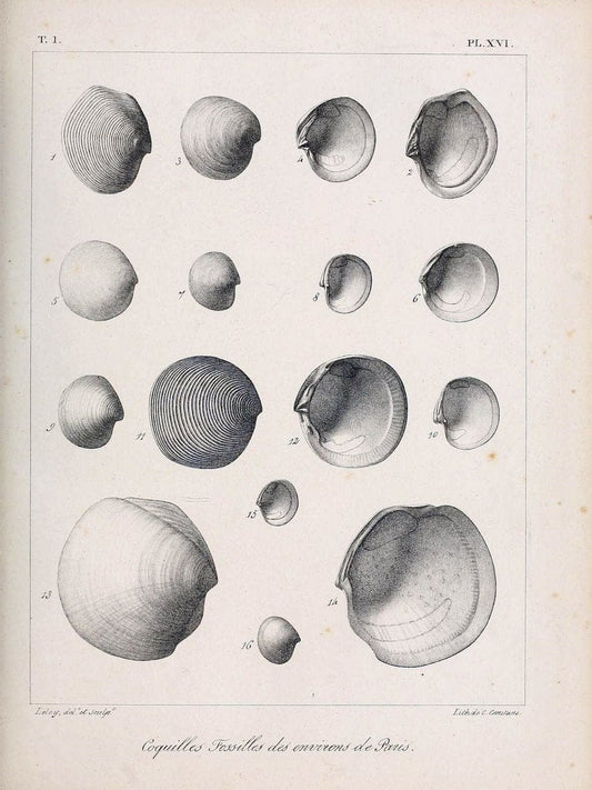 Description des coquilles fossiles des environs de Paris/.Paris:L'auteur, chez Bechet jeune [etc.]1824-[1837]. |  | Vintage Print Reproduction 467928