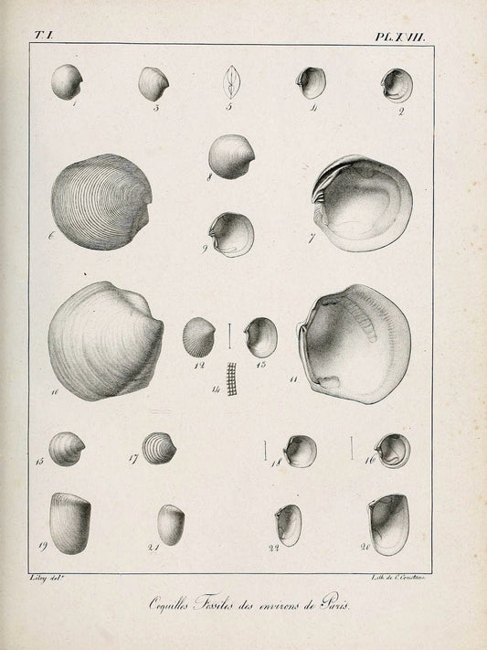 Description des coquilles fossiles des environs de Paris/.Paris:L'auteur, chez Bechet jeune [etc.]1824-[1837]. |  | Vintage Print Reproduction 467929