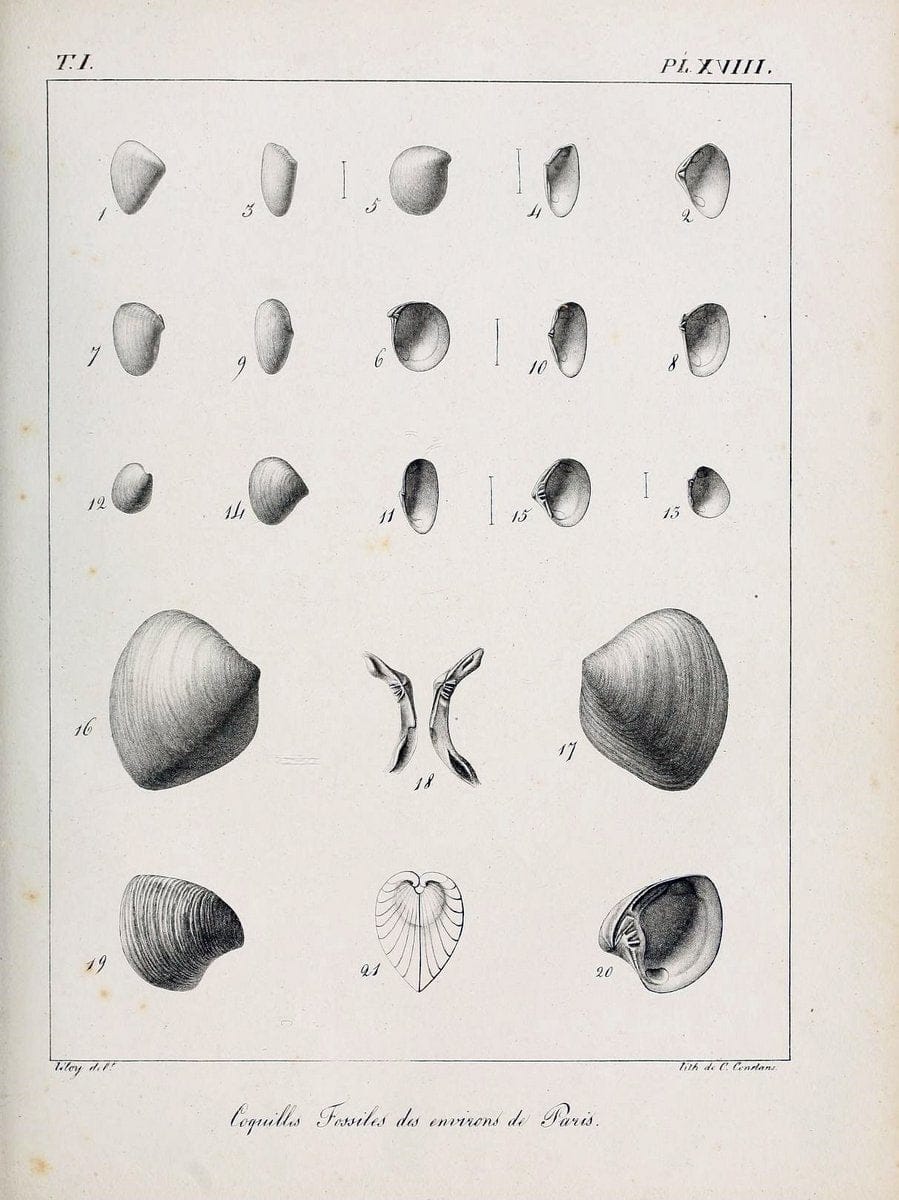 Description des coquilles fossiles des environs de Paris/.Paris:L'auteur, chez Bechet jeune [etc.]1824-[1837]. |  | Vintage Print Reproduction 467930