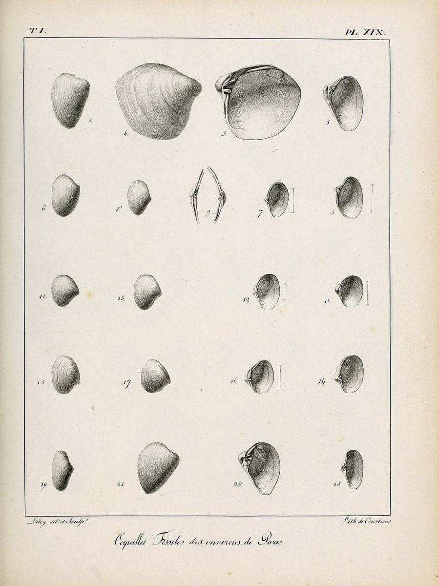 Description des coquilles fossiles des environs de Paris/.Paris:L'auteur, chez Bechet jeune [etc.]1824-[1837]. |  | Vintage Print Reproduction 467931