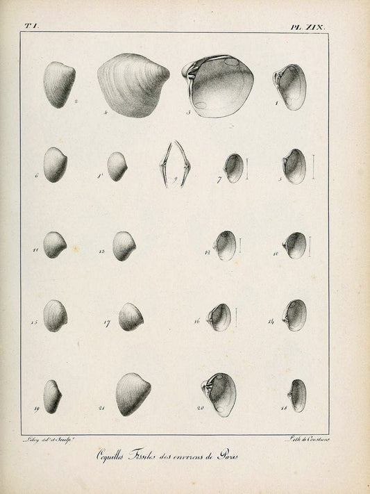Description des coquilles fossiles des environs de Paris/.Paris:L'auteur, chez Bechet jeune [etc.]1824-[1837]. |  | Vintage Print Reproduction 467931