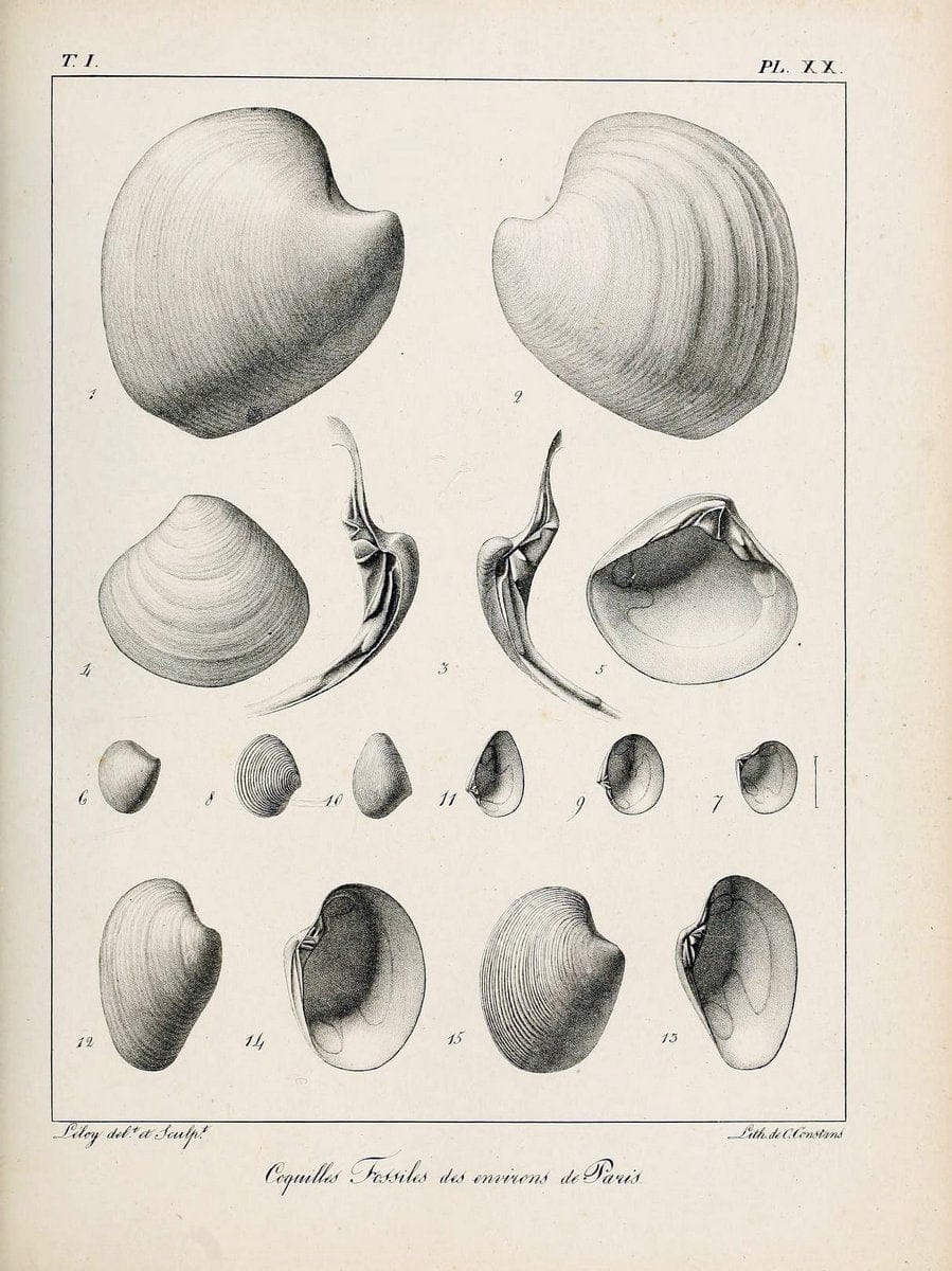 Description des coquilles fossiles des environs de Paris/.Paris:L'auteur, chez Bechet jeune [etc.]1824-[1837]. |  | Vintage Print Reproduction 467932