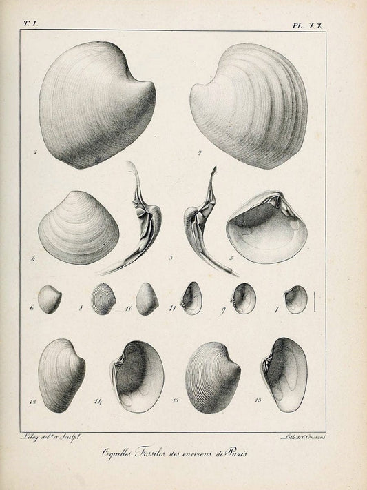 Description des coquilles fossiles des environs de Paris/.Paris:L'auteur, chez Bechet jeune [etc.]1824-[1837]. |  | Vintage Print Reproduction 467932