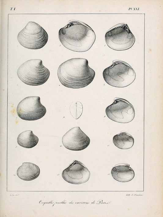 Description des coquilles fossiles des environs de Paris/.Paris:L'auteur, chez Bechet jeune [etc.]1824-[1837]. |  | Vintage Print Reproduction 467933