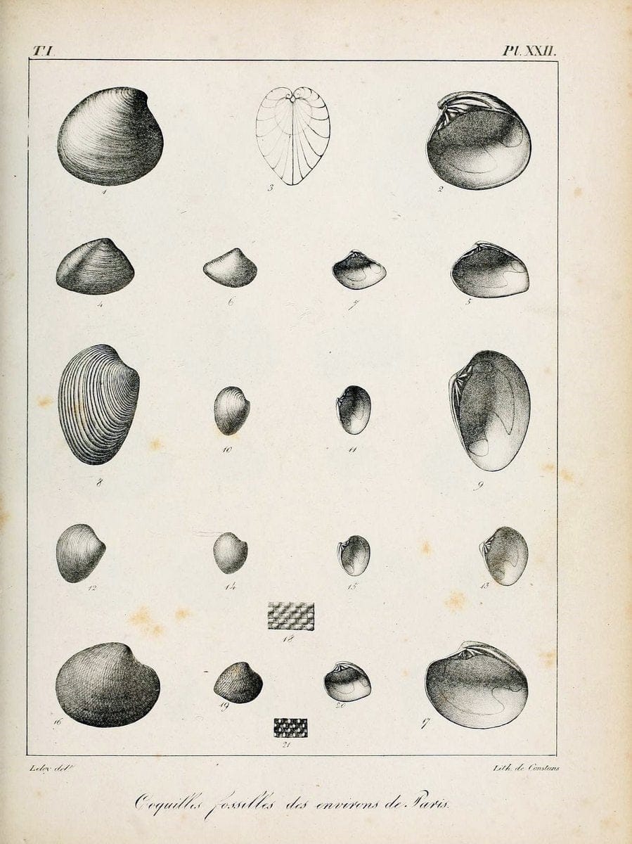 Description des coquilles fossiles des environs de Paris/.Paris:L'auteur, chez Bechet jeune [etc.]1824-[1837]. |  | Vintage Print Reproduction 467934