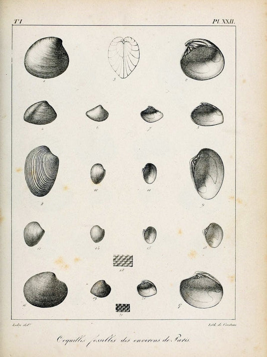Description des coquilles fossiles des environs de Paris/.Paris:L'auteur, chez Bechet jeune [etc.]1824-[1837]. |  | Vintage Print Reproduction 467934