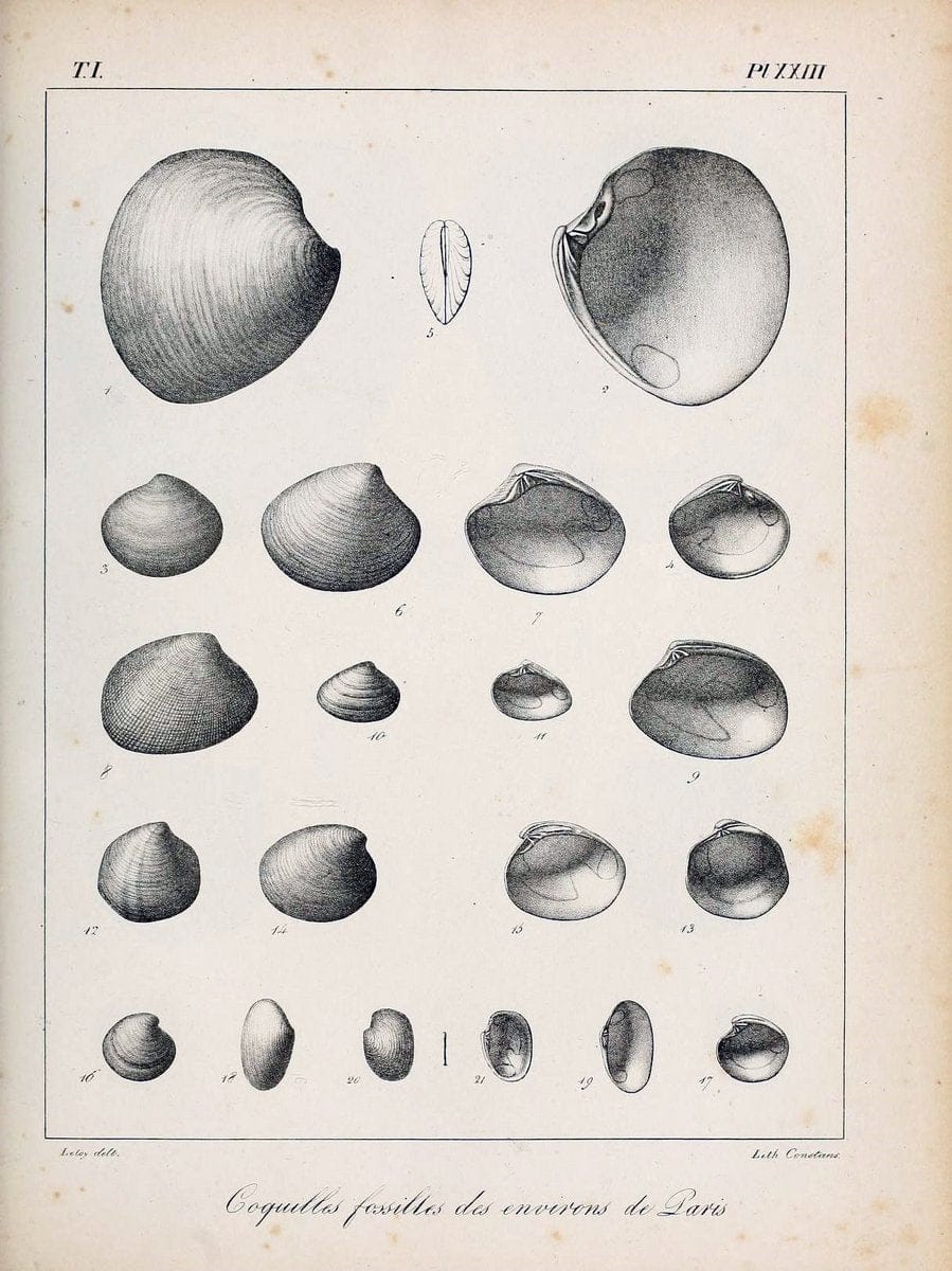 Description des coquilles fossiles des environs de Paris/.Paris:L'auteur, chez Bechet jeune [etc.]1824-[1837]. |  | Vintage Print Reproduction 467935
