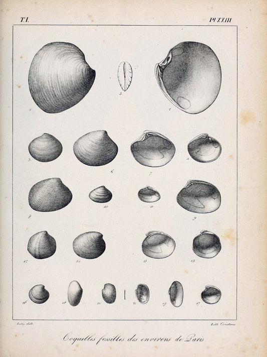 Description des coquilles fossiles des environs de Paris/.Paris:L'auteur, chez Bechet jeune [etc.]1824-[1837]. |  | Vintage Print Reproduction 467935