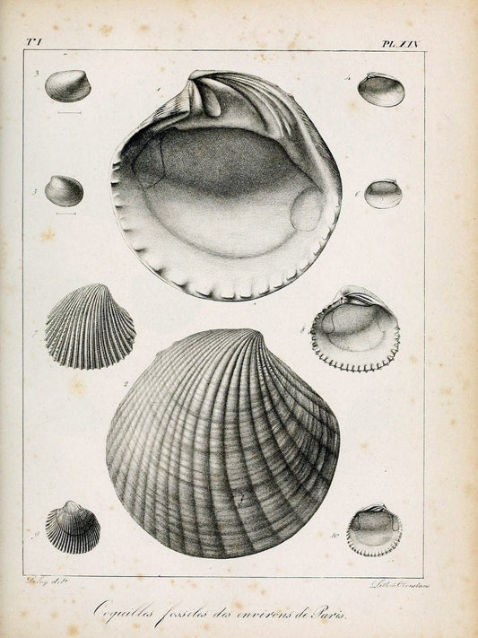 Description des coquilles fossiles des environs de Paris/.Paris:L'auteur, chez Bechet jeune [etc.]1824-[1837]. |  | Vintage Print Reproduction 467937