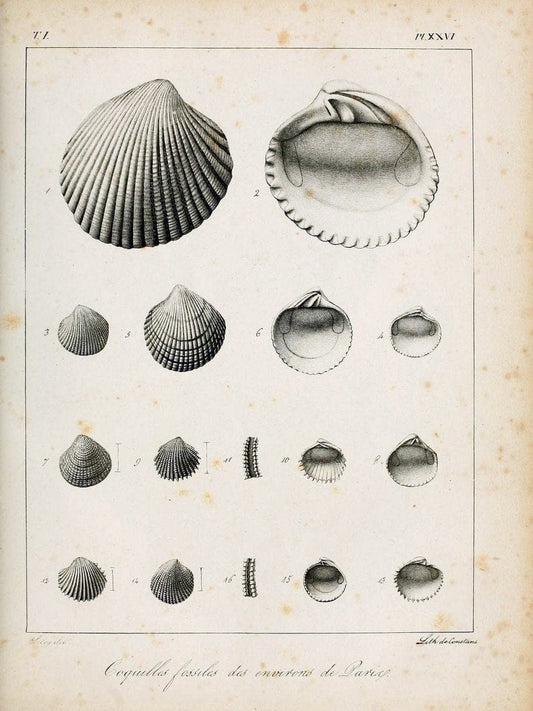 Description des coquilles fossiles des environs de Paris/.Paris:L'auteur, chez Bechet jeune [etc.]1824-[1837]. |  | Vintage Print Reproduction 467938