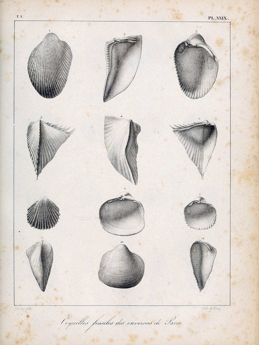 Description des coquilles fossiles des environs de Paris/.Paris:L'auteur, chez Bechet jeune [etc.]1824-[1837]. |  | Vintage Print Reproduction 467941