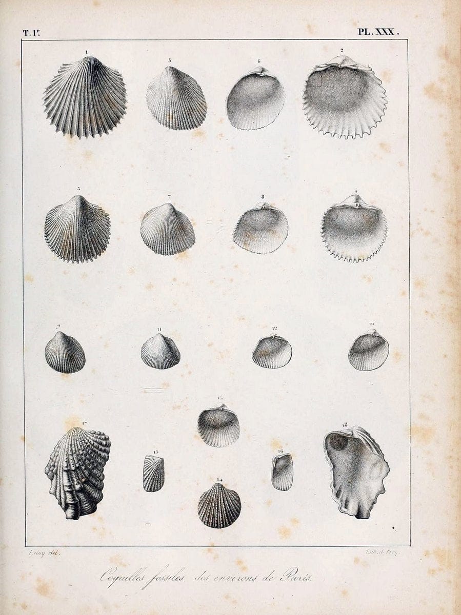 Description des coquilles fossiles des environs de Paris/.Paris:L'auteur, chez Bechet jeune [etc.]1824-[1837]. |  | Vintage Print Reproduction 467942