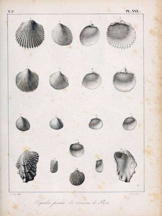 Description des coquilles fossiles des environs de Paris/.Paris:L'auteur, chez Bechet jeune [etc.]1824-[1837]. |  | Vintage Print Reproduction 467942
