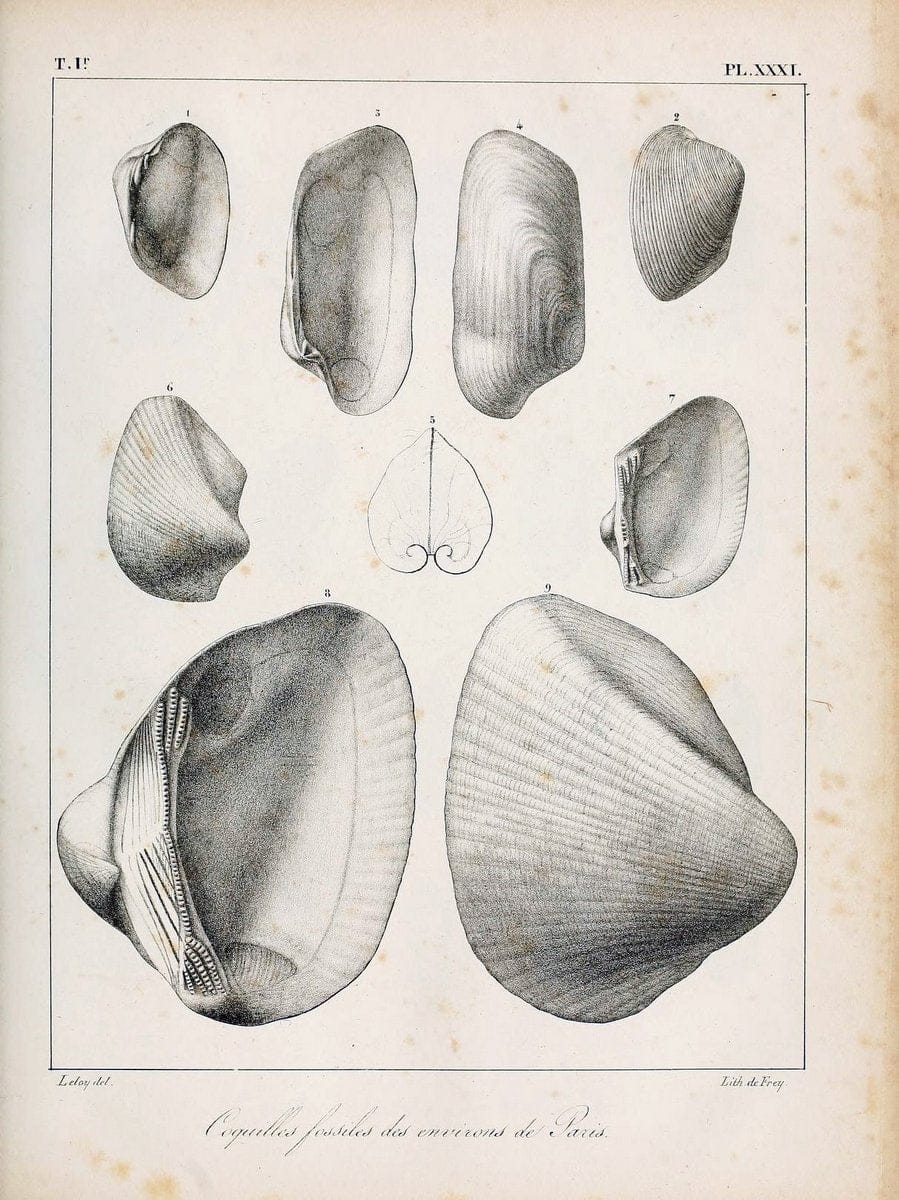 Description des coquilles fossiles des environs de Paris/.Paris:L'auteur, chez Bechet jeune [etc.]1824-[1837]. |  | Vintage Print Reproduction 467943