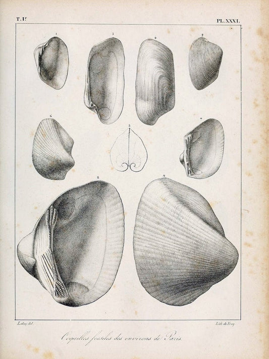 Description des coquilles fossiles des environs de Paris/.Paris:L'auteur, chez Bechet jeune [etc.]1824-[1837]. |  | Vintage Print Reproduction 467943