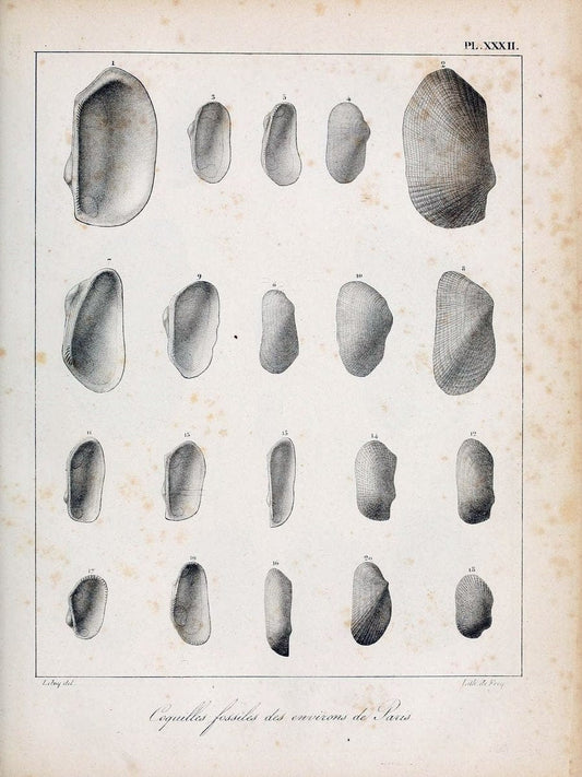 Description des coquilles fossiles des environs de Paris/.Paris:L'auteur, chez Bechet jeune [etc.]1824-[1837]. |  | Vintage Print Reproduction 467944