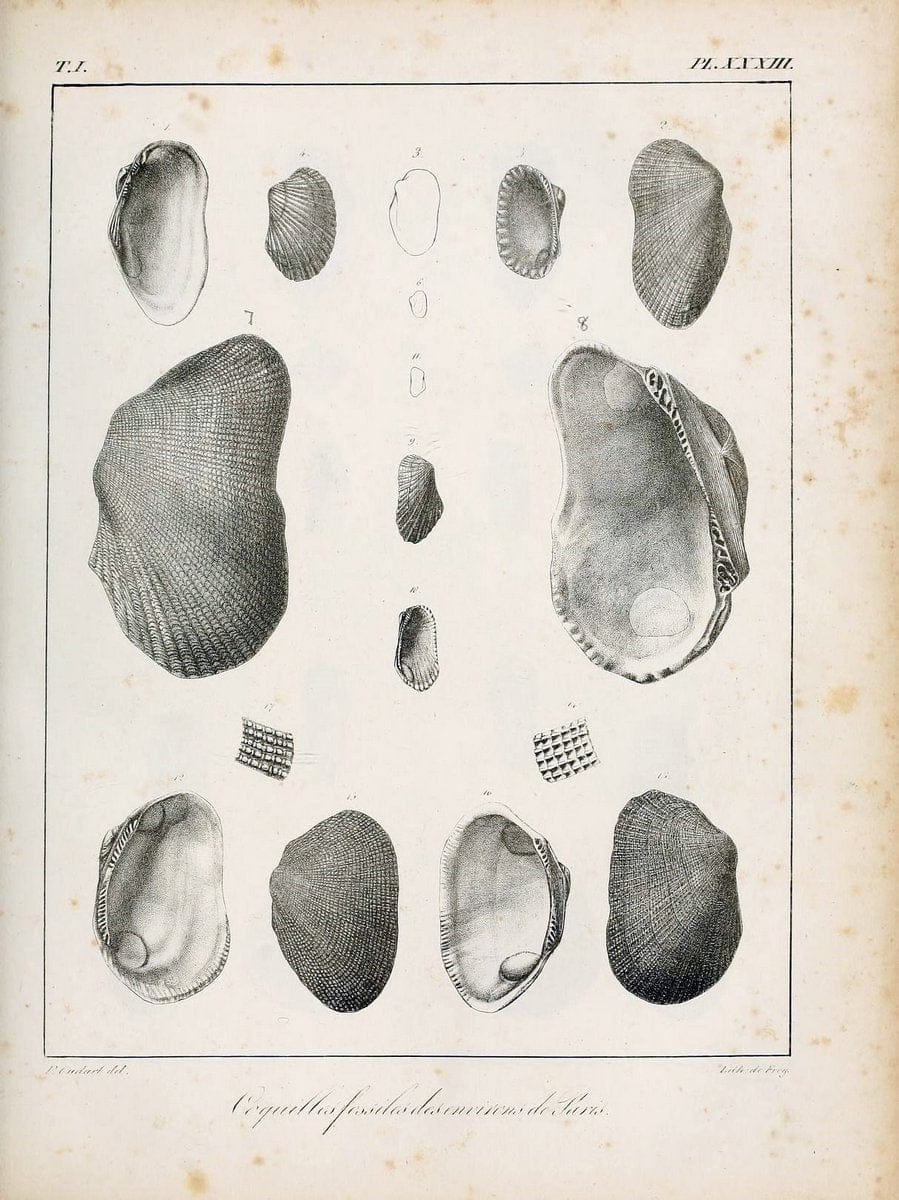 Description des coquilles fossiles des environs de Paris/.Paris:L'auteur, chez Bechet jeune [etc.]1824-[1837]. |  | Vintage Print Reproduction 467945