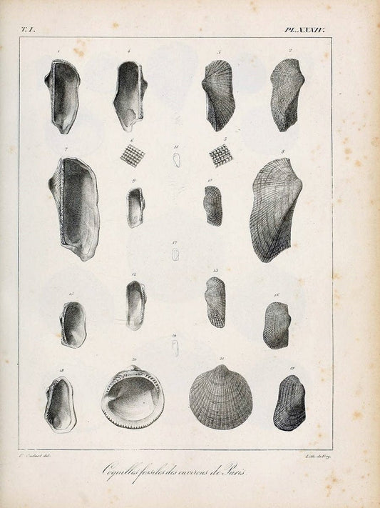 Description des coquilles fossiles des environs de Paris/.Paris:L'auteur, chez Bechet jeune [etc.]1824-[1837]. |  | Vintage Print Reproduction 467946