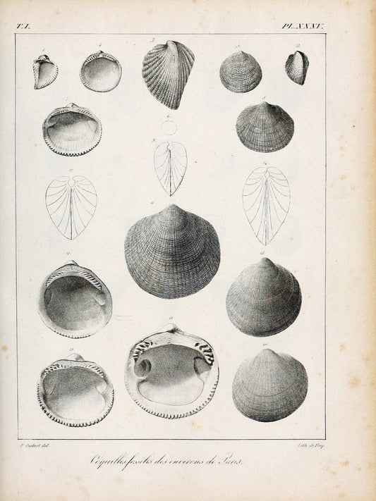 Description des coquilles fossiles des environs de Paris/.Paris:L'auteur, chez Bechet jeune [etc.]1824-[1837]. |  | Vintage Print Reproduction 467947