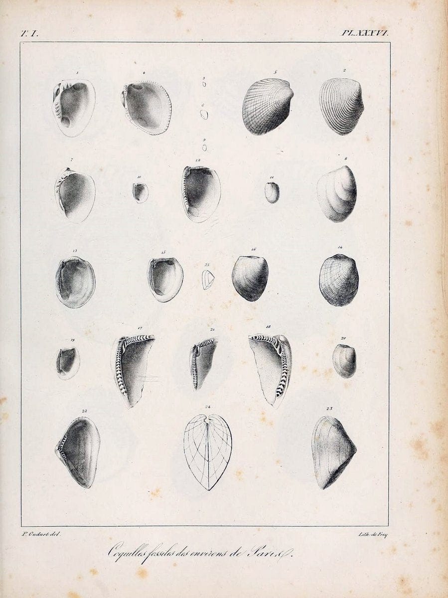 Description des coquilles fossiles des environs de Paris/.Paris:L'auteur, chez Bechet jeune [etc.]1824-[1837]. |  | Vintage Print Reproduction 467948
