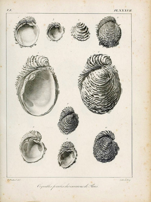 Description des coquilles fossiles des environs de Paris/.Paris:L'auteur, chez Bechet jeune [etc.]1824-[1837]. |  | Vintage Print Reproduction 467949