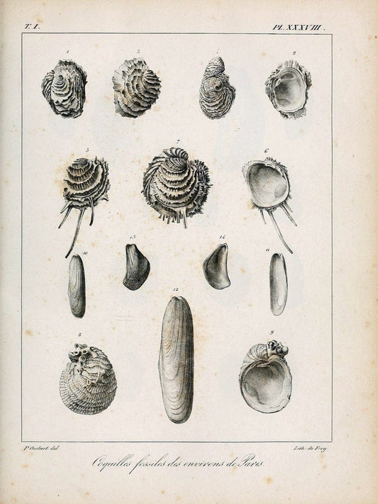 Description des coquilles fossiles des environs de Paris/.Paris:L'auteur, chez Bechet jeune [etc.]1824-[1837]. |  | Vintage Print Reproduction 467950