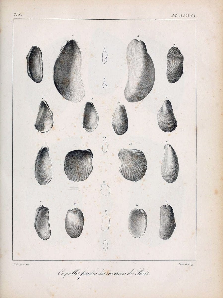 Description des coquilles fossiles des environs de Paris/.Paris:L'auteur, chez Bechet jeune [etc.]1824-[1837]. |  | Vintage Print Reproduction 467951