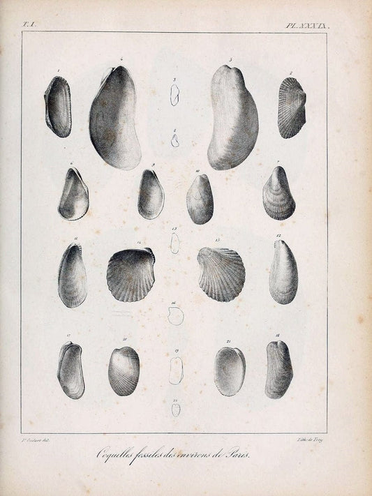 Description des coquilles fossiles des environs de Paris/.Paris:L'auteur, chez Bechet jeune [etc.]1824-[1837]. |  | Vintage Print Reproduction 467951