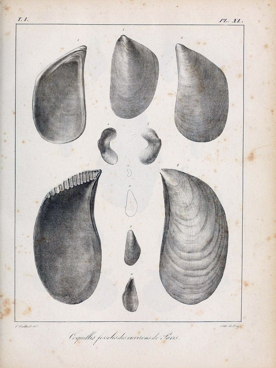Description des coquilles fossiles des environs de Paris/.Paris:L'auteur, chez Bechet jeune [etc.]1824-[1837]. |  | Vintage Print Reproduction 467952