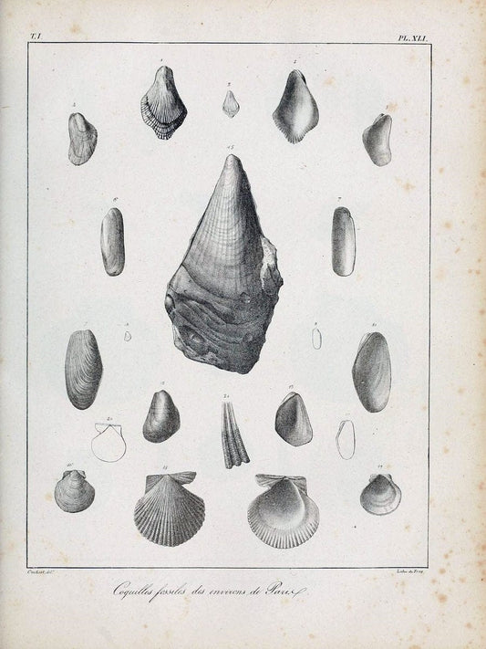 Description des coquilles fossiles des environs de Paris/.Paris:L'auteur, chez Bechet jeune [etc.]1824-[1837]. |  | Vintage Print Reproduction 467953