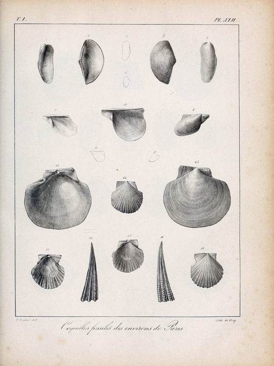 Description des coquilles fossiles des environs de Paris/.Paris:L'auteur, chez Bechet jeune [etc.]1824-[1837]. |  | Vintage Print Reproduction 467954
