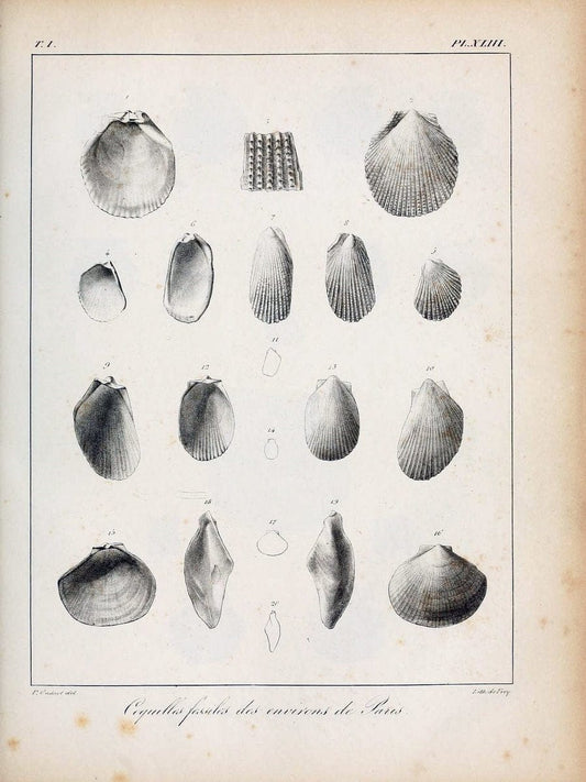 Description des coquilles fossiles des environs de Paris/.Paris:L'auteur, chez Bechet jeune [etc.]1824-[1837]. |  | Vintage Print Reproduction 467955