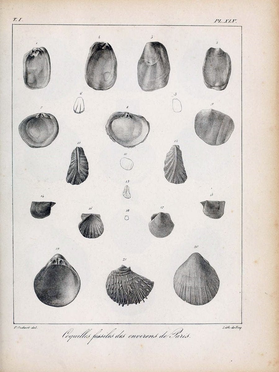 Description des coquilles fossiles des environs de Paris/.Paris:L'auteur, chez Bechet jeune [etc.]1824-[1837]. |  | Vintage Print Reproduction 467957