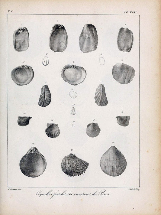 Description des coquilles fossiles des environs de Paris/.Paris:L'auteur, chez Bechet jeune [etc.]1824-[1837]. |  | Vintage Print Reproduction 467957