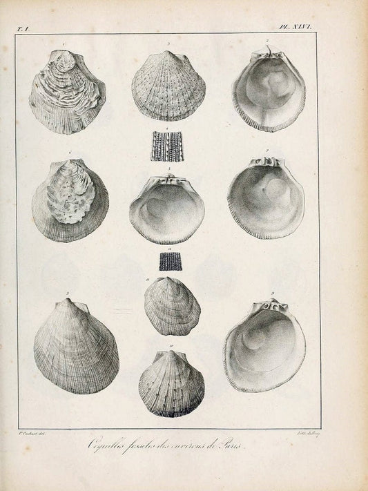 Description des coquilles fossiles des environs de Paris/.Paris:L'auteur, chez Bechet jeune [etc.]1824-[1837]. |  | Vintage Print Reproduction 467958