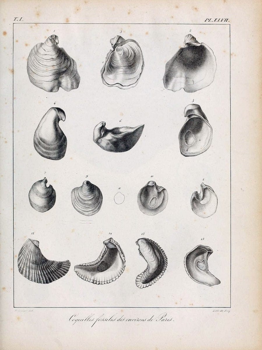 Description des coquilles fossiles des environs de Paris/.Paris:L'auteur, chez Bechet jeune [etc.]1824-[1837]. |  | Vintage Print Reproduction 467959