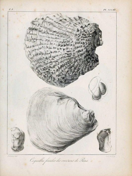 Description des coquilles fossiles des environs de Paris/.Paris:L'auteur, chez Bechet jeune [etc.]1824-[1837]. |  | Vintage Print Reproduction 467960