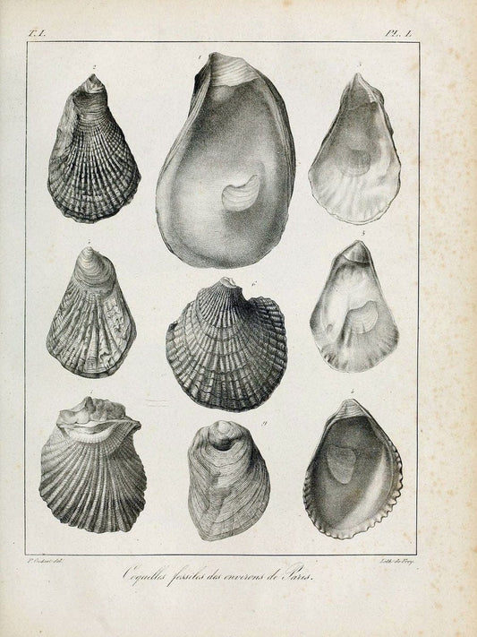 Description des coquilles fossiles des environs de Paris/.Paris:L'auteur, chez Bechet jeune [etc.]1824-[1837]. |  | Vintage Print Reproduction 467962