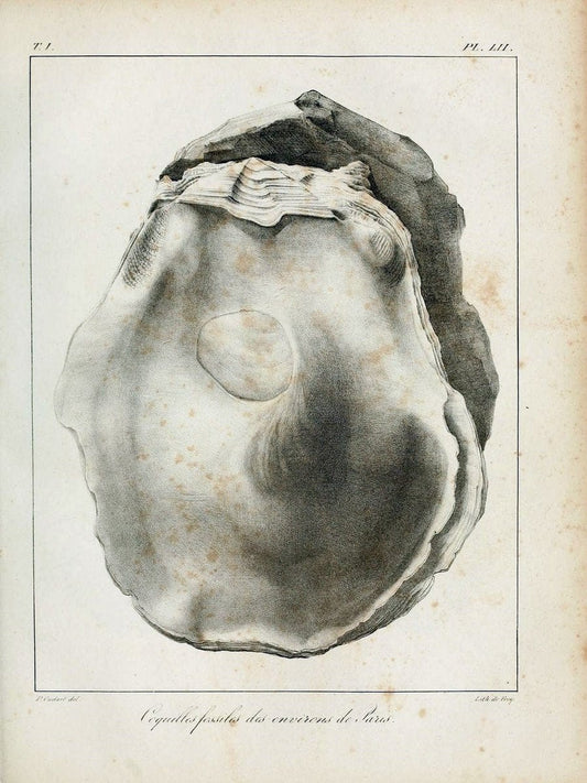 Description des coquilles fossiles des environs de Paris/.Paris:L'auteur, chez Bechet jeune [etc.]1824-[1837]. |  | Vintage Print Reproduction 467964