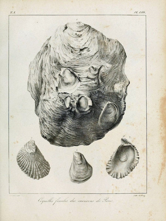 Description des coquilles fossiles des environs de Paris/.Paris:L'auteur, chez Bechet jeune [etc.]1824-[1837]. |  | Vintage Print Reproduction 467965