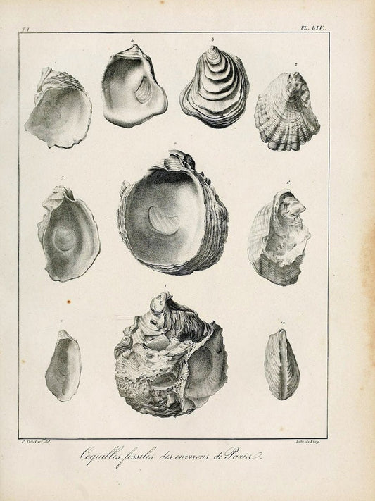 Description des coquilles fossiles des environs de Paris/.Paris:L'auteur, chez Bechet jeune [etc.]1824-[1837]. |  | Vintage Print Reproduction 467966