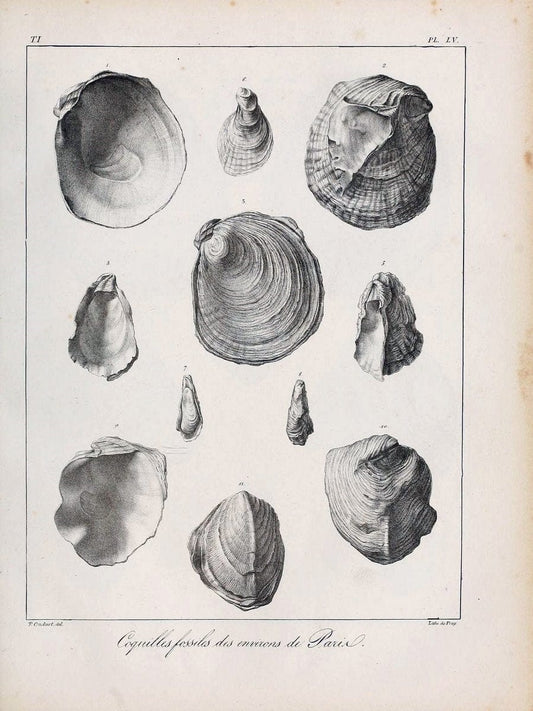 Description des coquilles fossiles des environs de Paris/.Paris:L'auteur, chez Bechet jeune [etc.]1824-[1837]. |  | Vintage Print Reproduction 467967