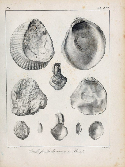 Description des coquilles fossiles des environs de Paris/.Paris:L'auteur, chez Bechet jeune [etc.]1824-[1837]. |  | Vintage Print Reproduction 467968