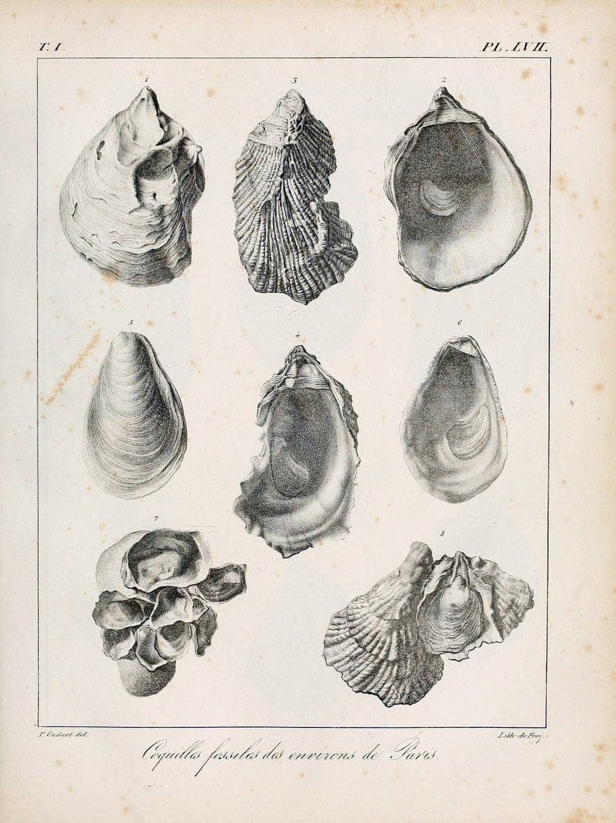 Description des coquilles fossiles des environs de Paris/.Paris:L'auteur, chez Bechet jeune [etc.]1824-[1837]. |  | Vintage Print Reproduction 467969