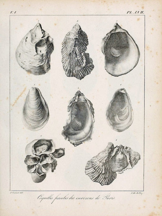Description des coquilles fossiles des environs de Paris/.Paris:L'auteur, chez Bechet jeune [etc.]1824-[1837]. |  | Vintage Print Reproduction 467969